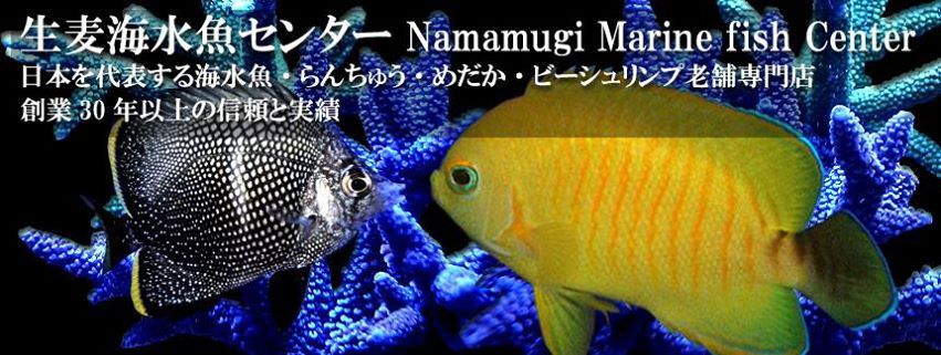 海水魚 珊瑚専門店 生麦海水魚センター 生麦海水魚センター